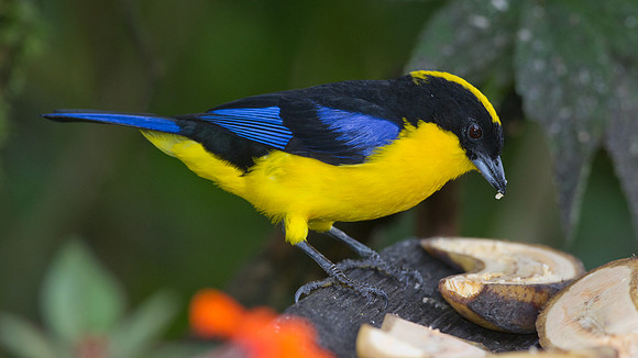 Blue-winged Mountain-tanager (Anisognathus somptuosus)