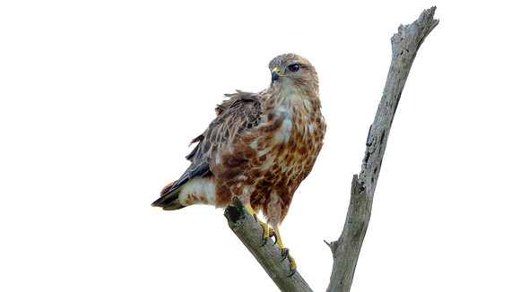 Steppe Buzzard (B. (b.) vulpinus)