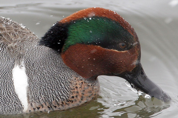 Green-winged Teal (Anas carolinensis) male
