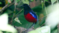 Black-headed Pitta (Pitta ussheri)
