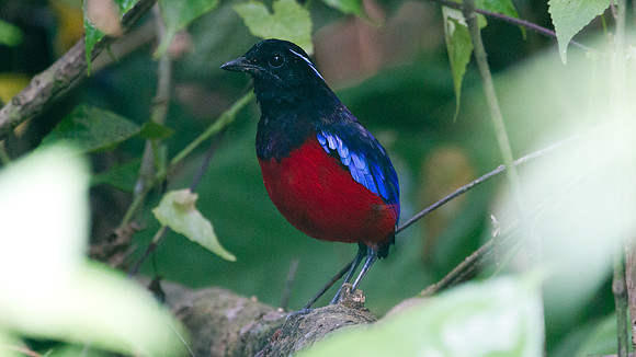 Black-headed Pitta (Pitta ussheri)
