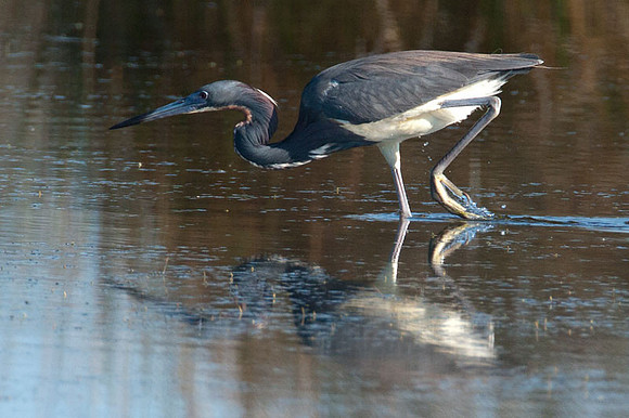 Tricolored Heron (Egretta tricolor)