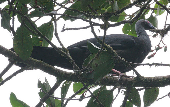 Black Guan (Chamaepetes unicolor)