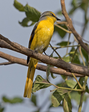Long-tailed minivet (Pericrocotus ethologus)