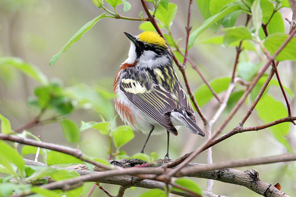 Chestnut-sided Warbler (Dendroica pensylvanica)