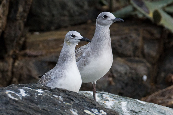 Laughing Gull (Leucophaeus atricilla) immature 2nd winter