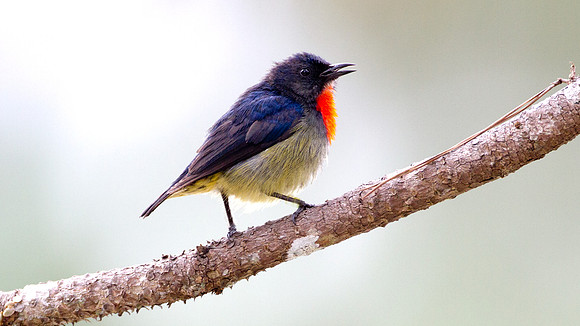 Bornean Flowerpecker (Dicaeum monticolum)
