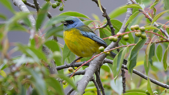 Blue-and-yellow Tanager (Thraupis bonariensis)