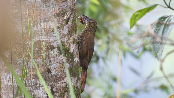 Strong-billed Woodcreeper (Xiphocolaptes promeropirhynchus)