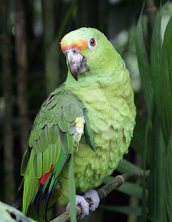 Red-lored Parrot (Amazona autumnalis) also known as Red-lored Amazon