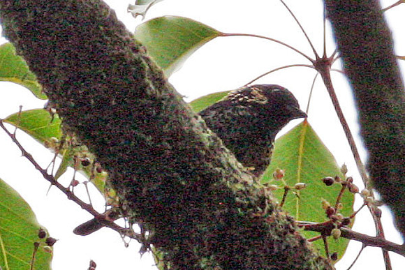Spangle-cheeked Tanager (Tangara dowii)