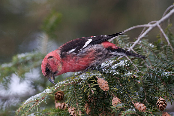 Two-barred Crossbill (Loxia leucoptera) male; also known as White-winged Crossbill