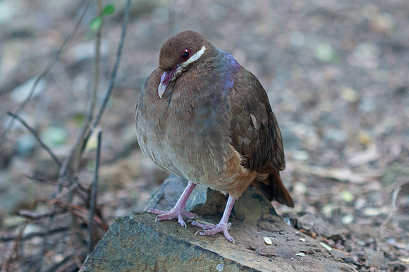 Bridled Quail-dove (Geotrygon mystacea)