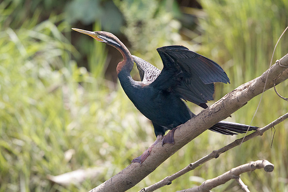 Australasian darter (Anhinga novaehollandiae)