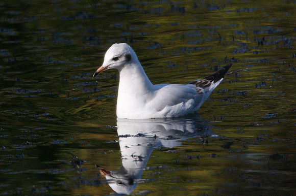 Black-headed Gull (Chroicocephalus ridibundus)
