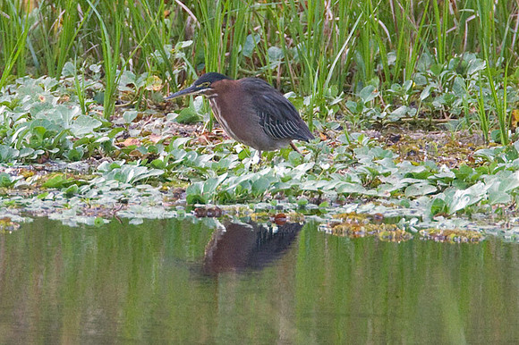 Green Heron (Butorides virescens)