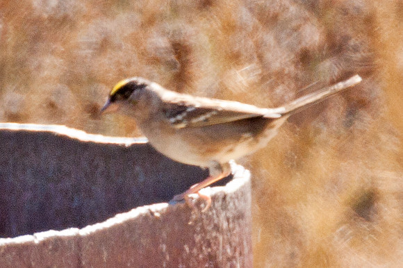 Golden-crowned Sparrow (Zonotrichia atricapilla)