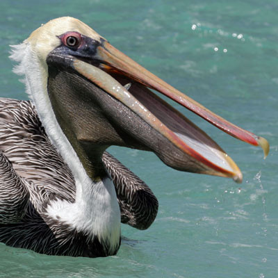 Brown Pelican (Pelecanus occidentalis)