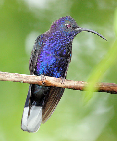 Violet Sabrewing (Campylopterus hemileucurus)