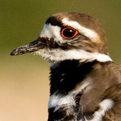 Killdeer (Charadrius vociferus)