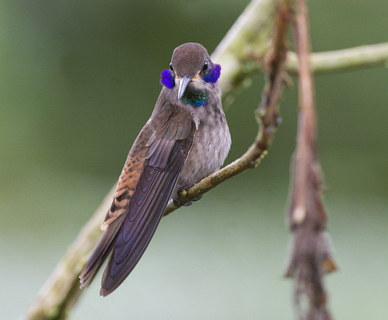 Brown Violetear (Colibri delphinae)
