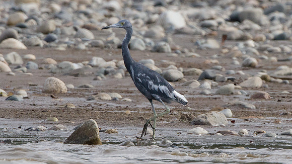 Little Blue Heron (Egretta caerulea)
