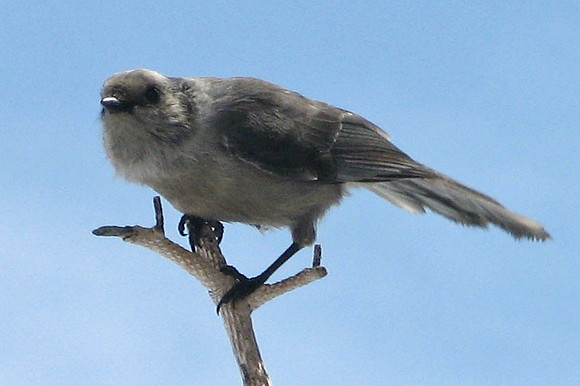 Gray Jay (Perisoreus canadensis) also known as Canada Jay, Whiskey Jack