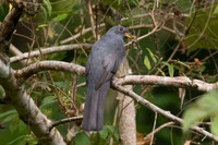 Black-tailed Trogon (Trogon melanurus)