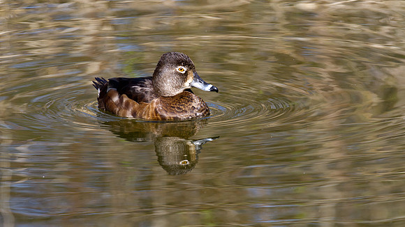 Ring-necked Duck (Aythya collaris) female