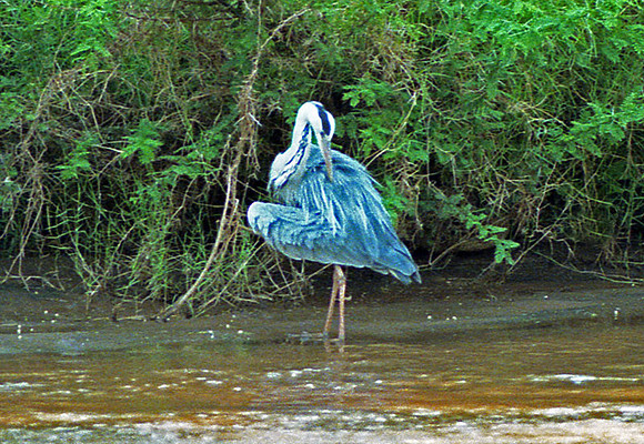 Grey Heron (Ardea cinerea)