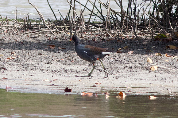 Common Moorhen (Gallinula chloropus)