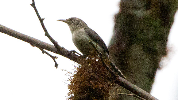 Grey-mantled Wren (Odontorchilus branickii)