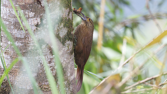 Strong-billed Woodcreeper (Xiphocolaptes promeropirhynchus)