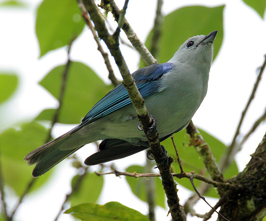 Blue-grey Tanager (Thraupis episcopus)