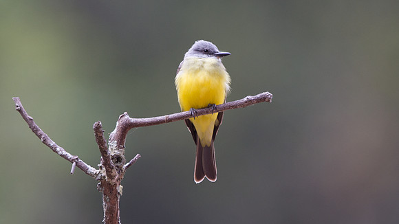 Tropical Kingbird (Tyrannus melancholicus)