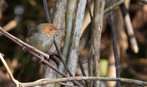 Olive-backed tailorbird (Orthotomus sepium)