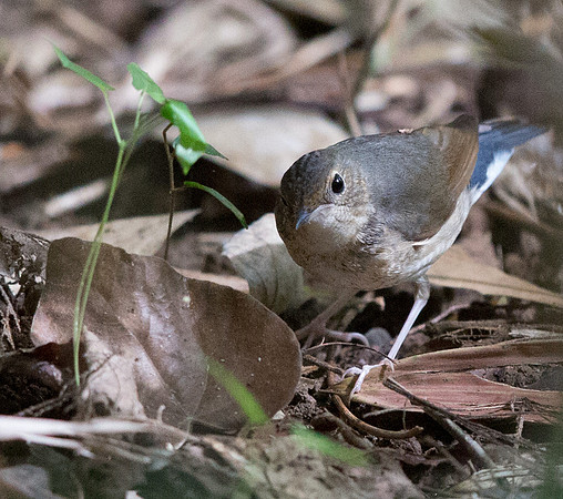 Siberian blue robin (Larvivora cyane)