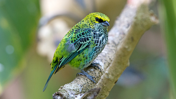 Speckled Tanager (Tangara guttata)