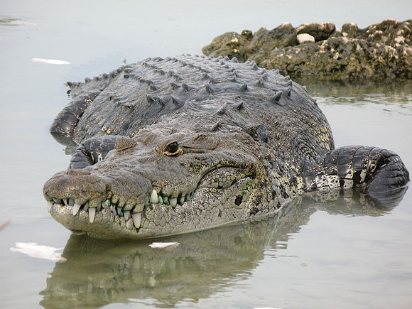 Alligator