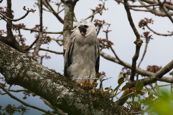Harpy Eagle (Harpia harpyja)