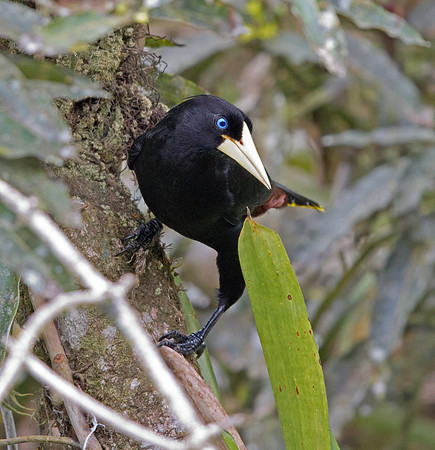 Chestnut-headed Oropendola (Psarocolius wagleri)