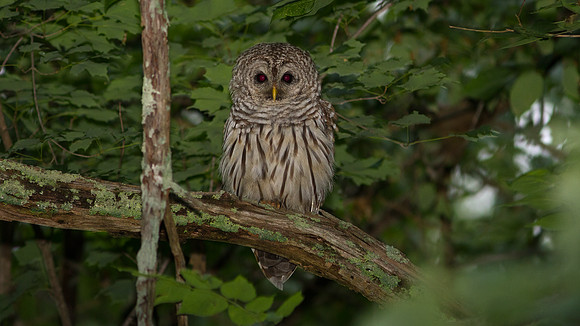 Barred Owl (Strix varia)