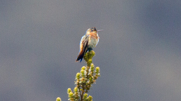 Shining Sunbeam (Aglaeactis cupripennis)