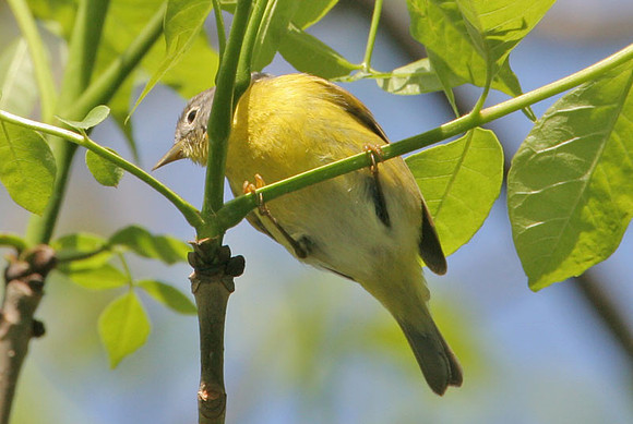 Nashville Warbler (Vermivora ruficapilla)