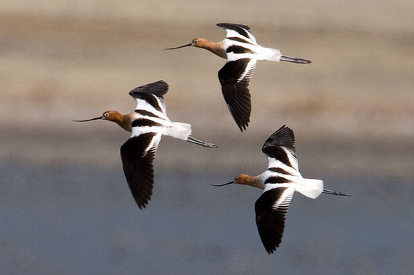 American Avocet (Recurvirostra americana)