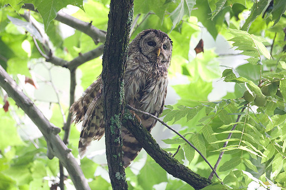Barred Owl (Strix varia)