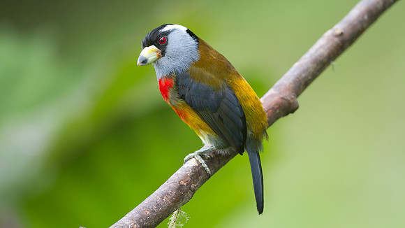 Toucan Barbet (Semnornis ramphastinus)