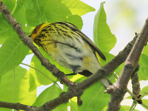 Cape May Warbler (Dendroica tigrina)