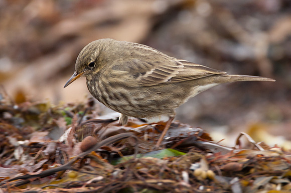 Rock Pipit (Anthus petrosus)