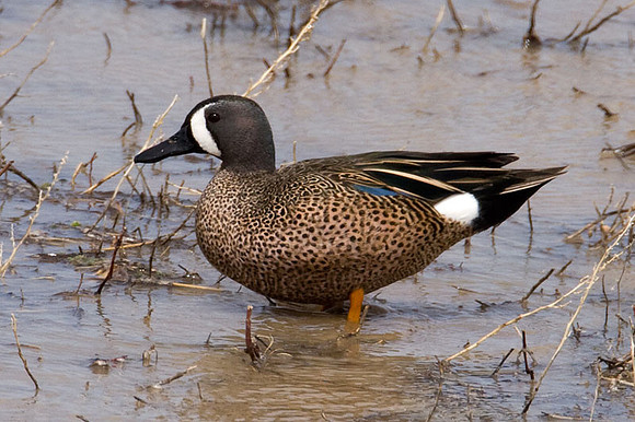 Blue-winged Teal (Anas discors)